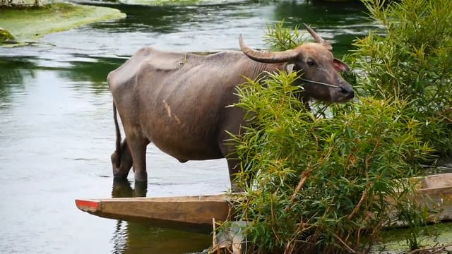 Don Khone, Laos (Video #1) North End