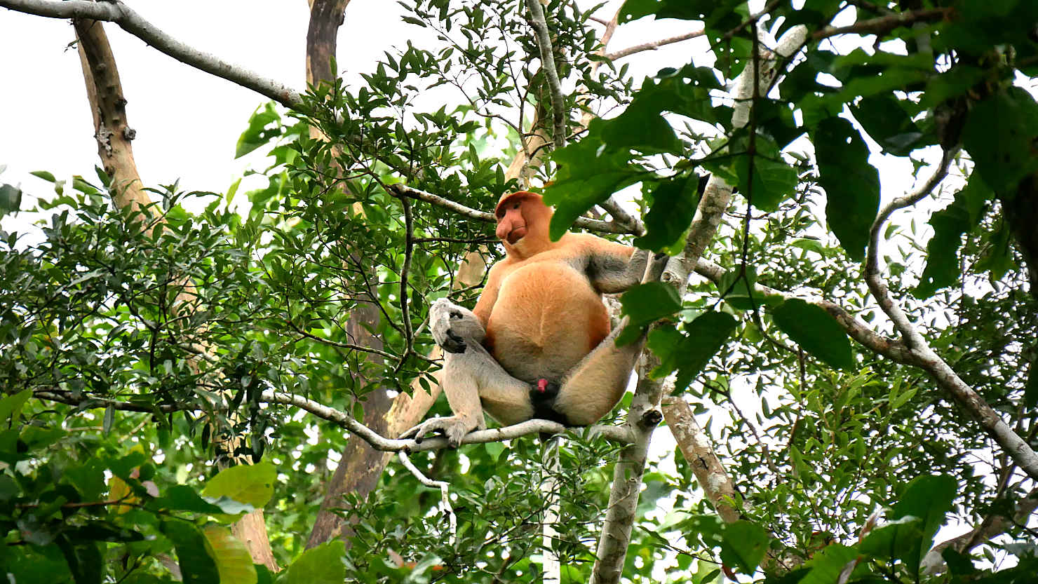 KinaProbMaleTree3