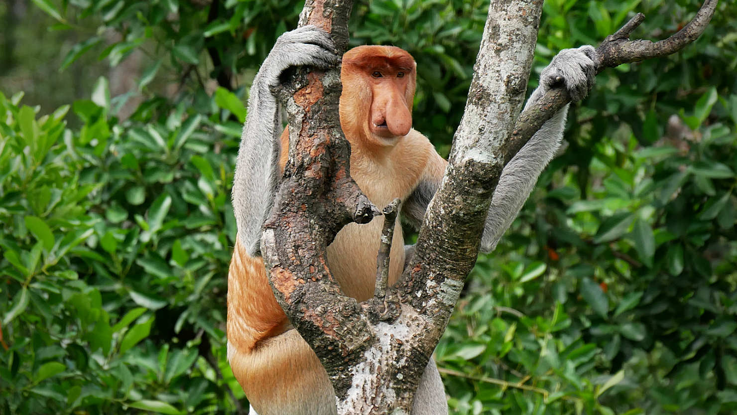 Sep-ProbSancMaleInYShapeTree