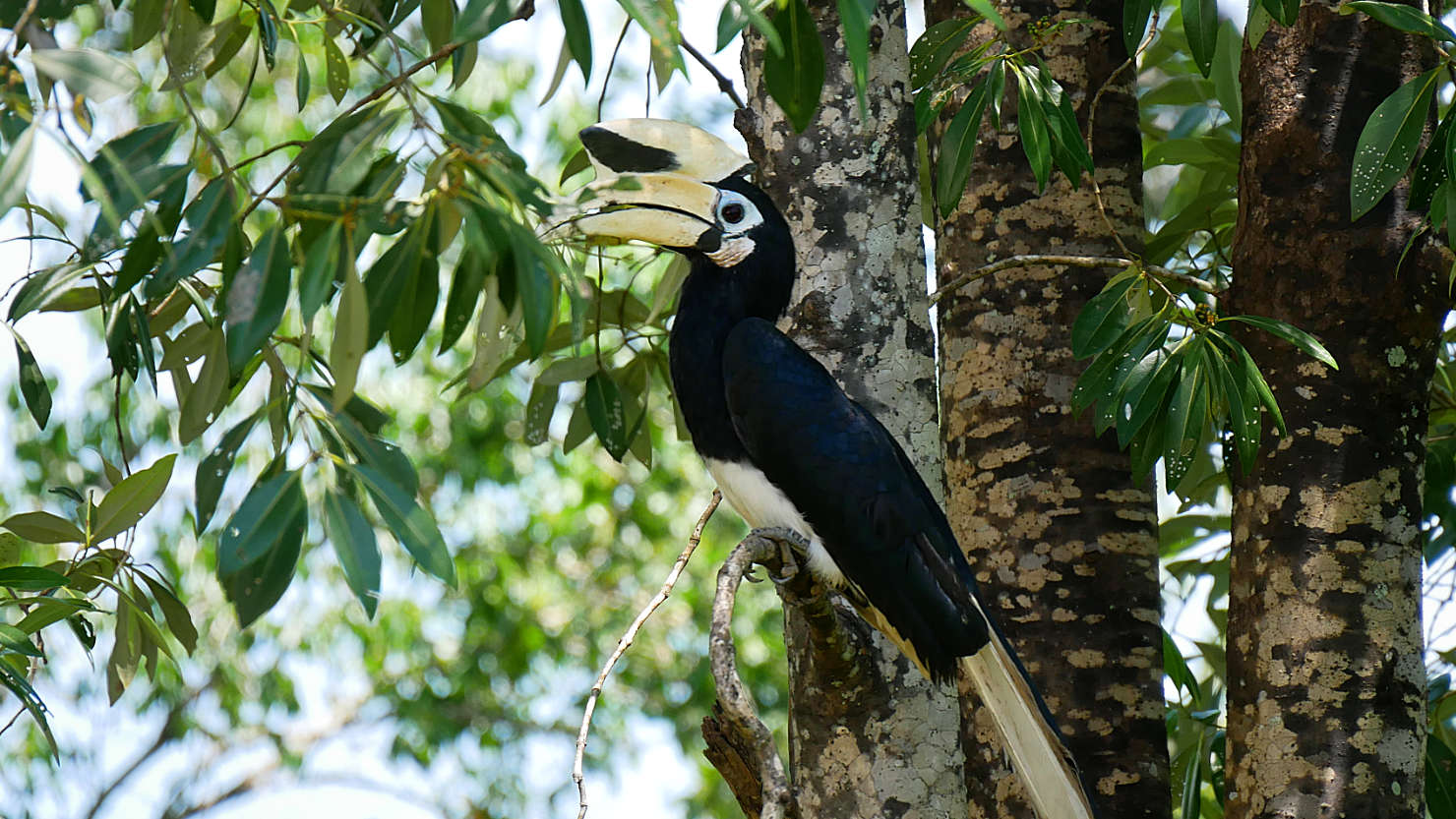 SepProbSancHornBill1