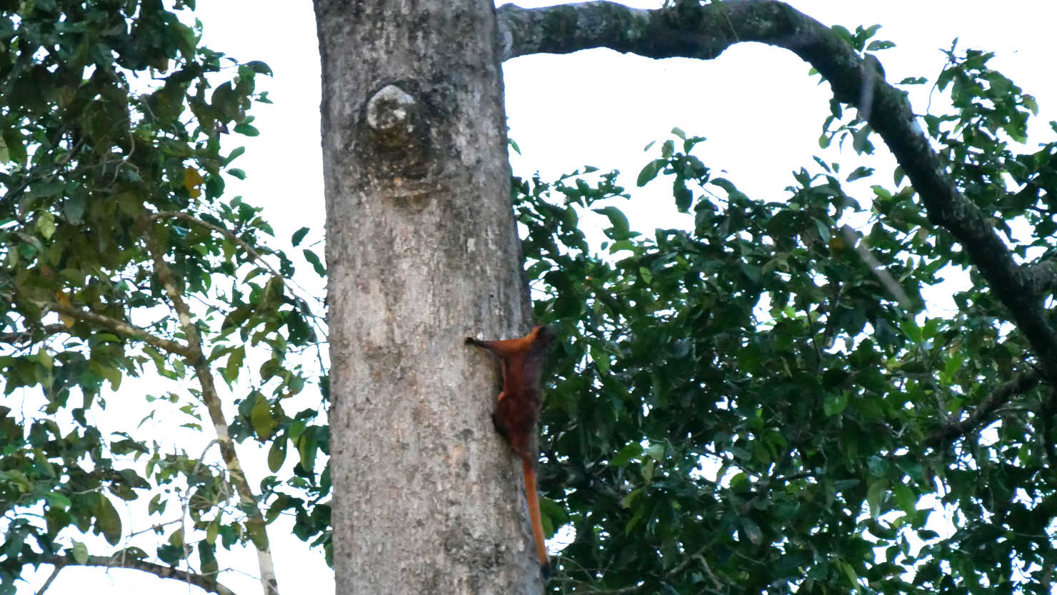 SepRDCFlyingSquirrel1
