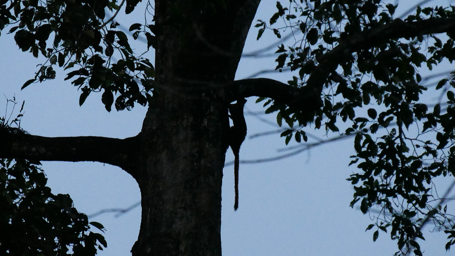 SepRDCFlyingSquirrel2
