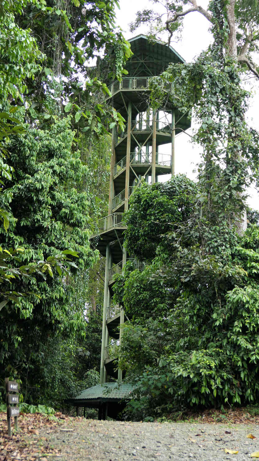 SepRDCHornbillTowerVert4