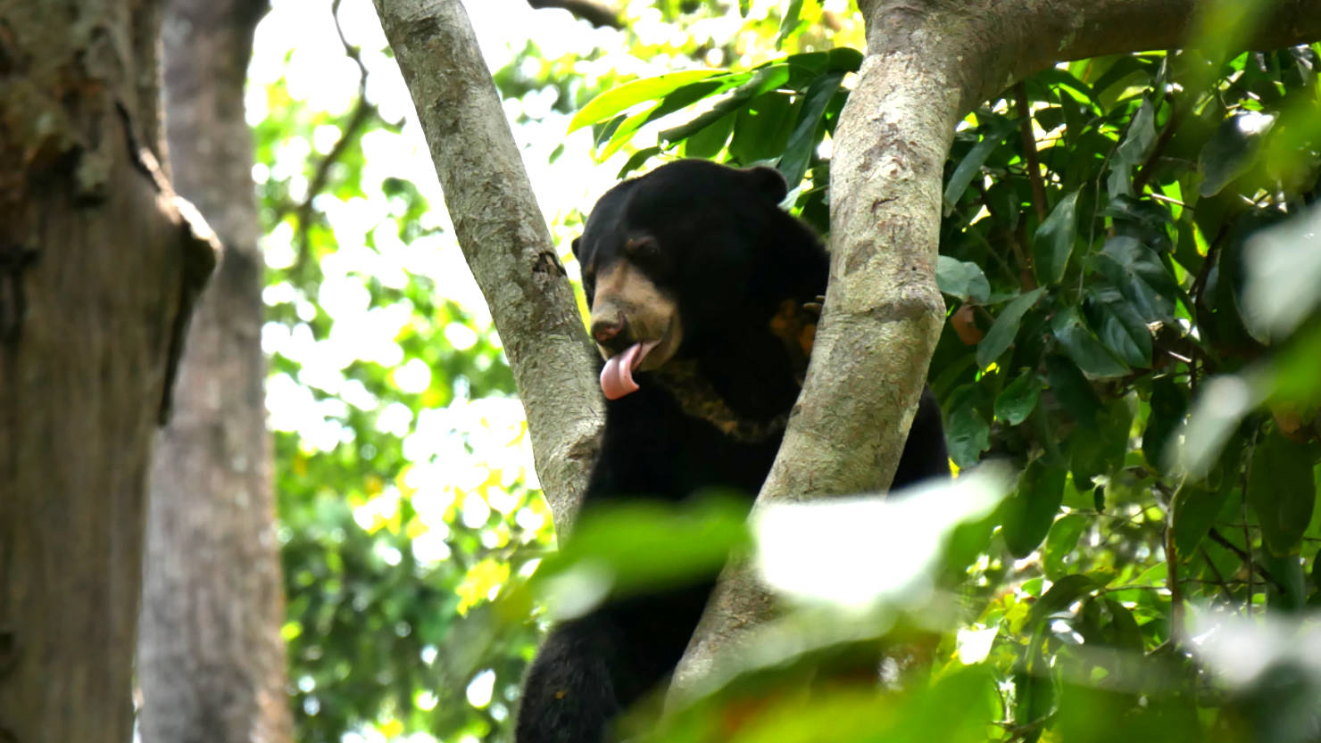 SepSunBearTongueOut