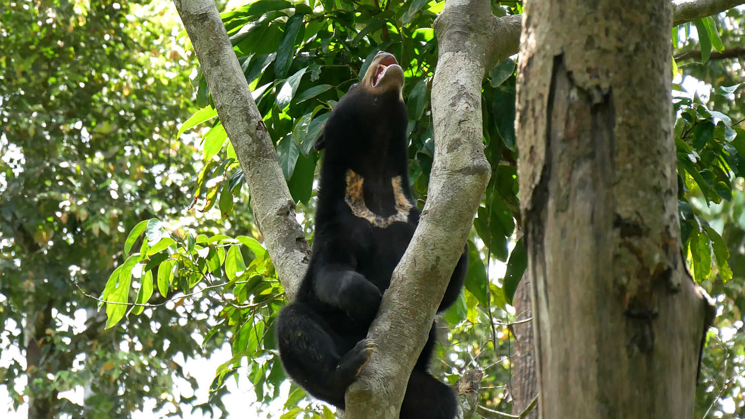 SepSunBearTree2