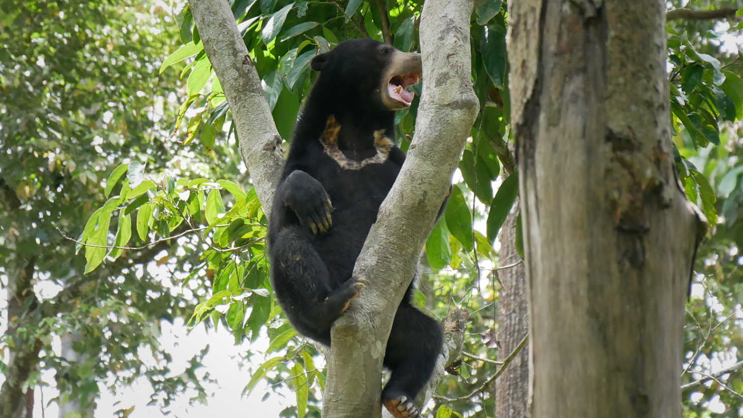 SepSunBearTree3