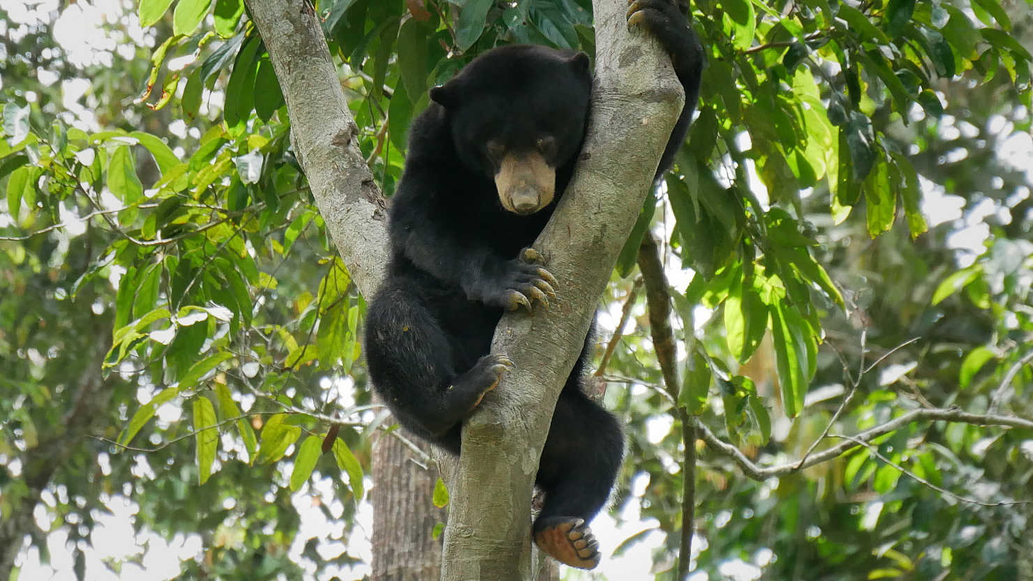 SepSunBearTreeSnoozing