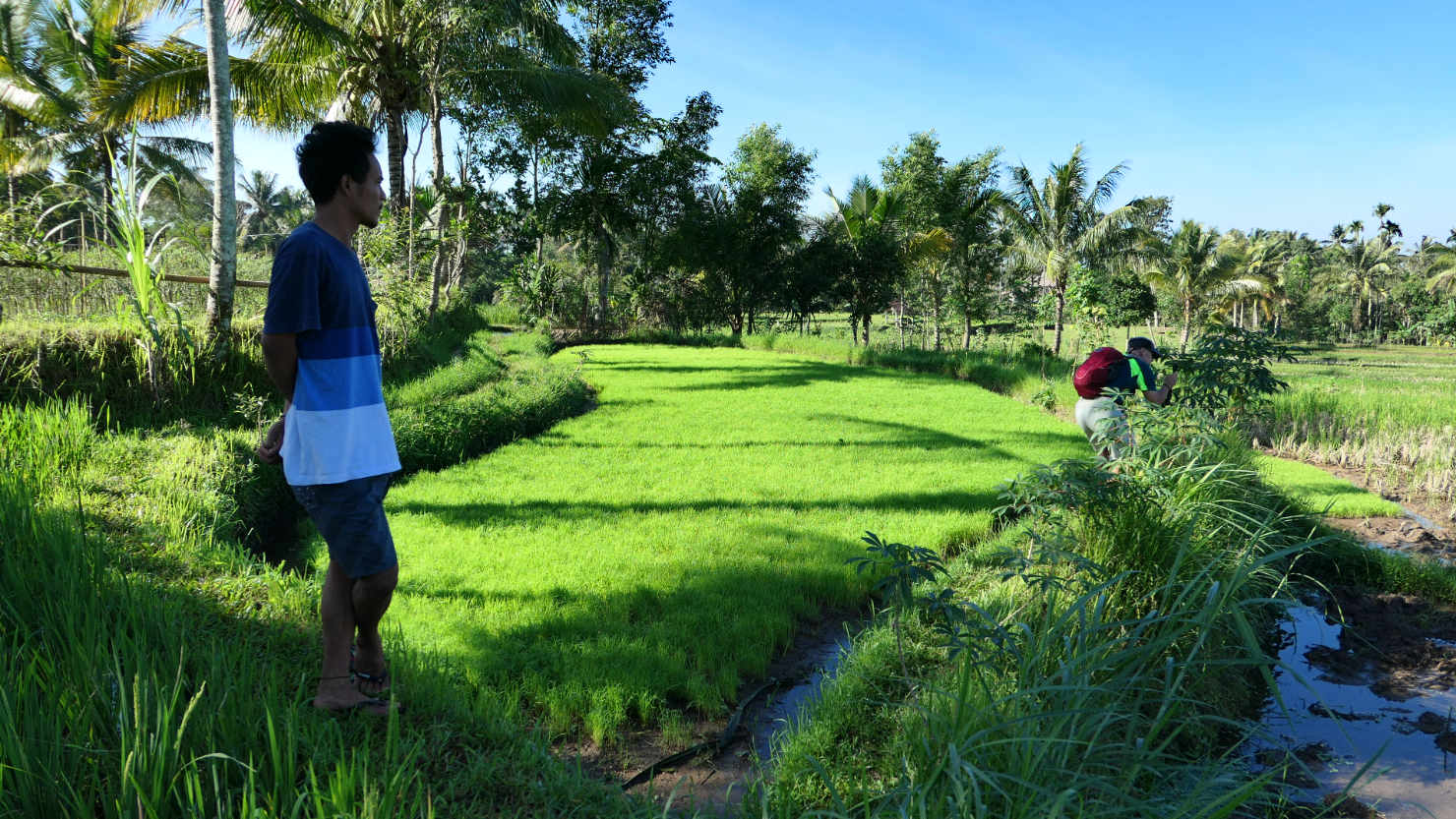 TBatuRiceHikeAngga1