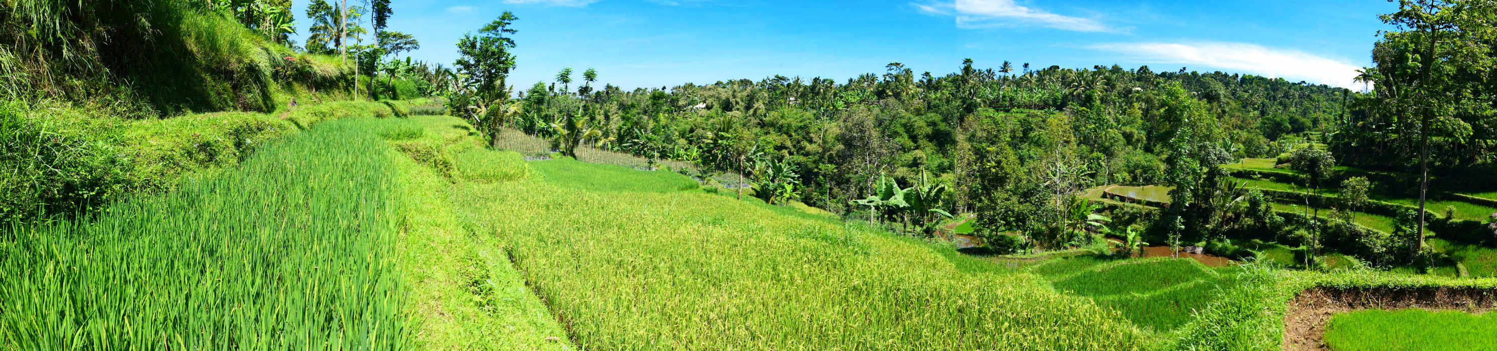 TBatuRiceTerracePanorama1