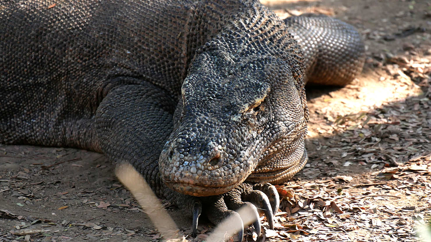 5iLocalBoatKomodoDetail2