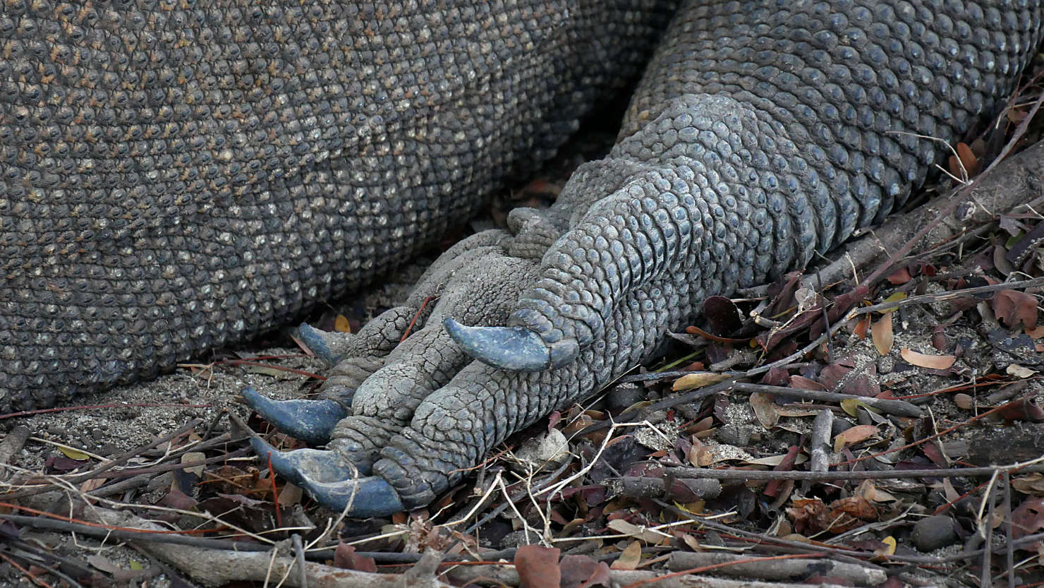 5lLocalBoatKomodoFrontFootDetail1