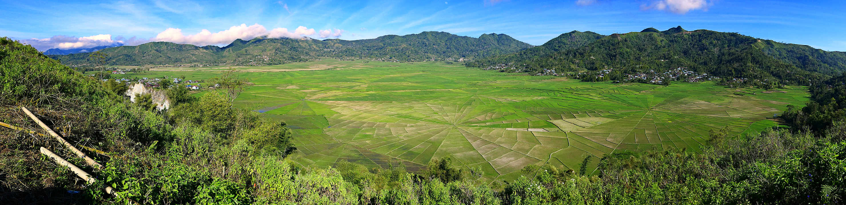 SpiderRicePanorama2
