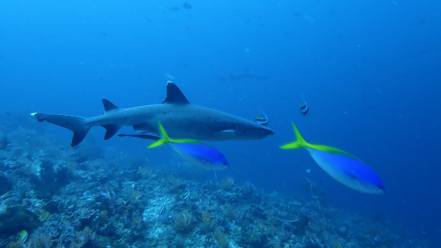 5bLAboardWhiteTipReefShark3