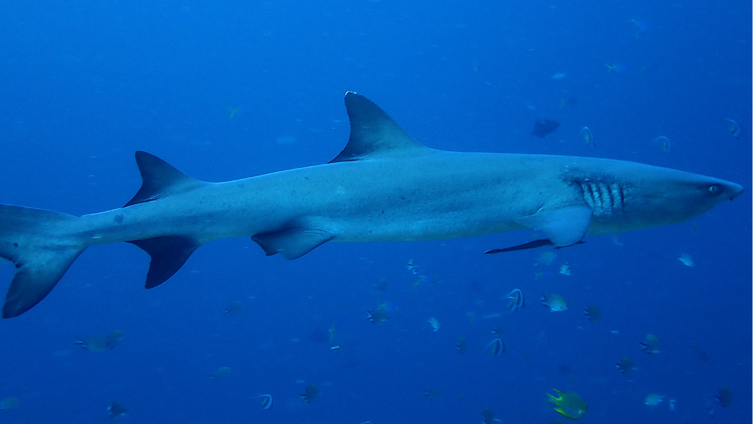 5dLAboardWhiteTipReefShark7