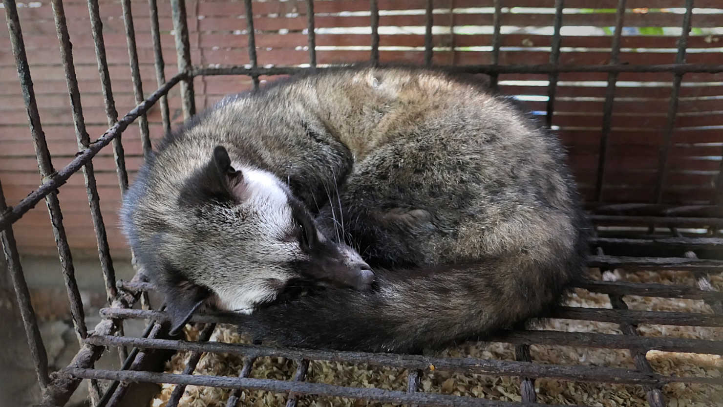 y2_KopiLuwakPalmCivet1