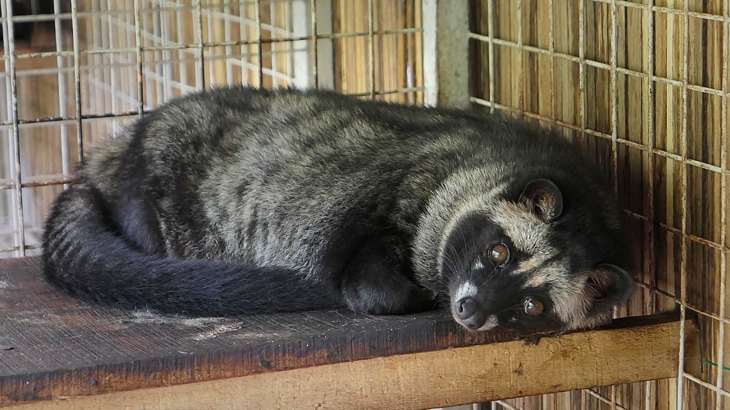 y3_KopiLuwakPalmCivet2