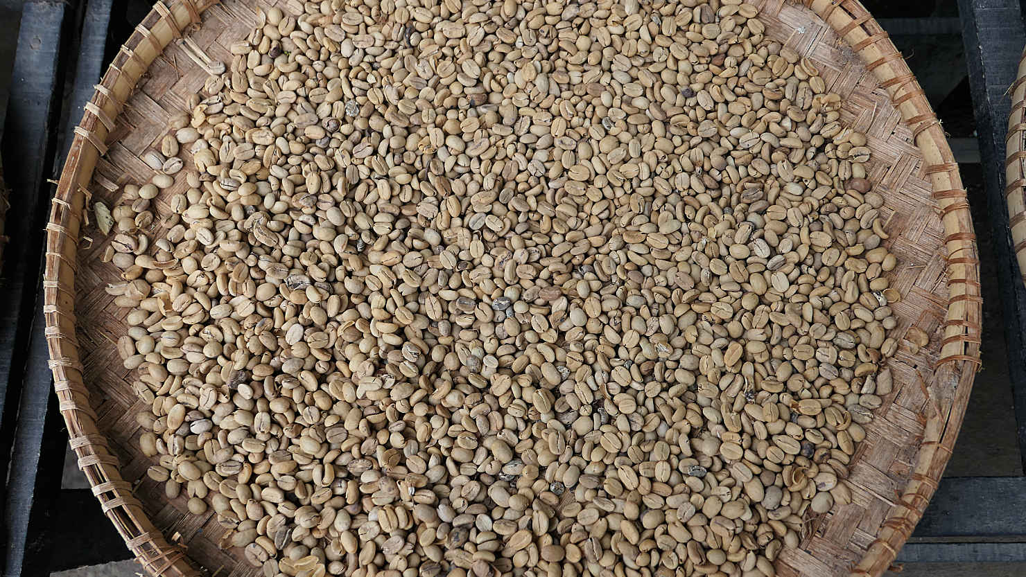 y5_KopiLuwakWashedBeans