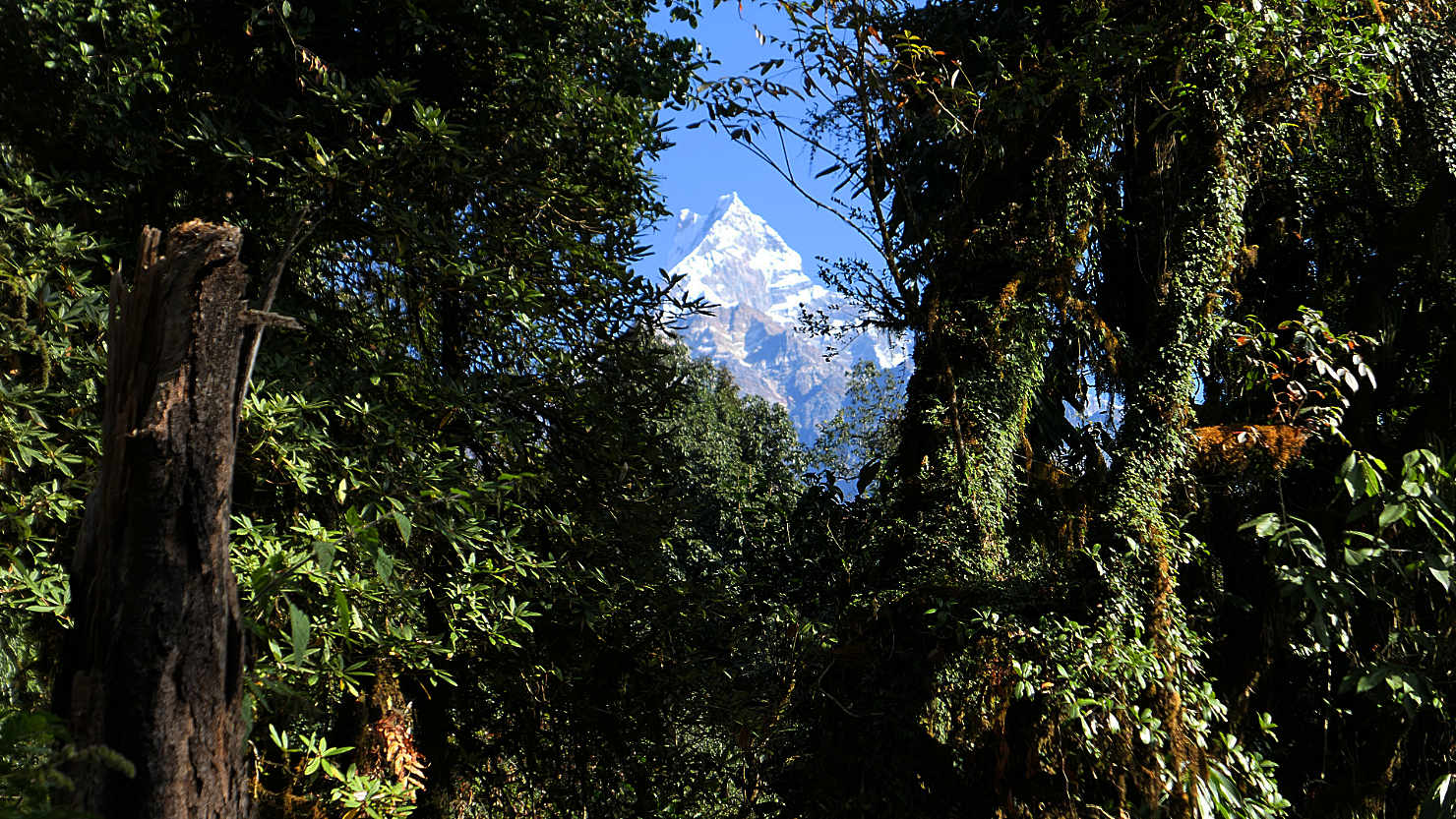 D5-7a01_MHMachhapuchhereThruTrees1