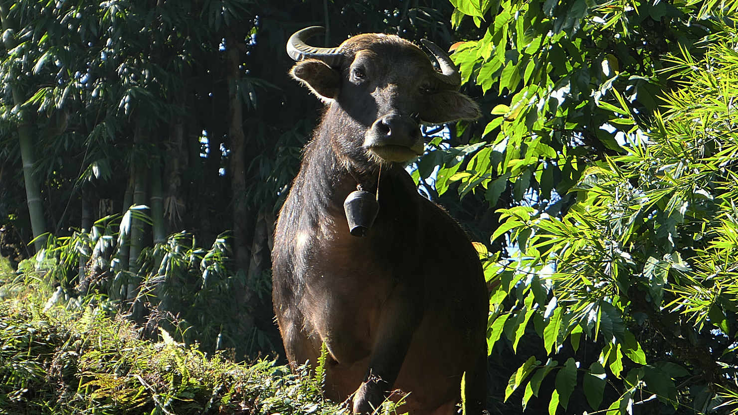 D5-7a25_MHBuffaloEatingInRiceTerrace