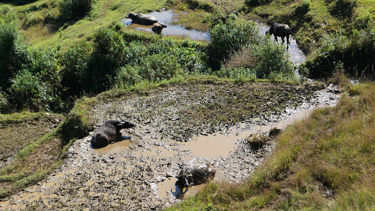 D5-7a29_MHWaterBuffaloBathing