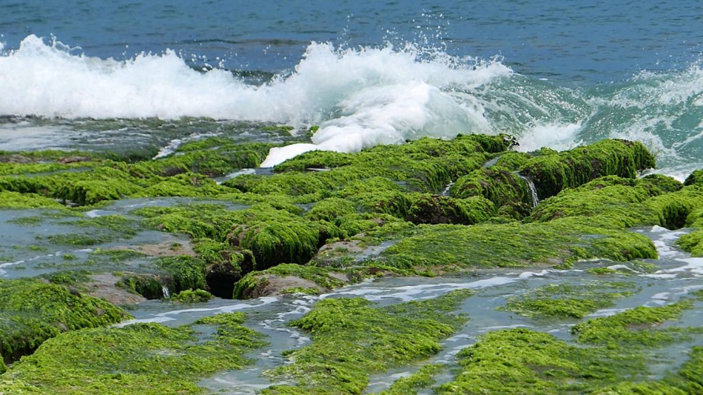 1b5_FuguiCapeLaomeiGreenReefFurrowsCloserView