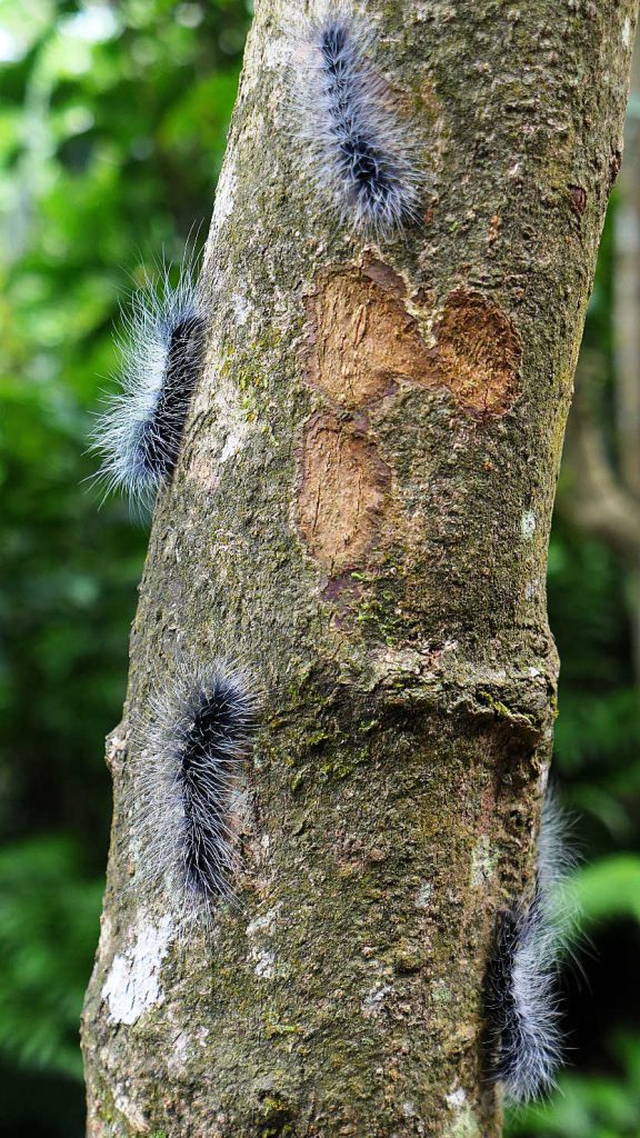 2a8_SandiaolingHikeCaterpillarTree2Darker