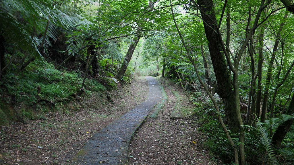 2c7_SandiaolingHikeTrailTreeCanopy