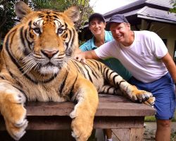 Chiang Mai, Thailand. Large Tiger, Rick & Alisa.