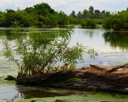 View from the east side of the island. Don Khone, Laos.