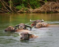 Water buffalo hanging out in the water. Don Khone, Laos.