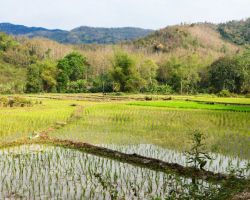 Rice paddies. Luang Prabang, Laos.