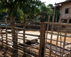 Coffee beans drying at a Bolaven Plateau coffee plantation. Pakse, Laos.