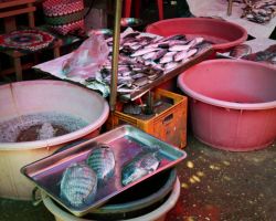 Fresh fish stall at the market. Pakse, Laos.