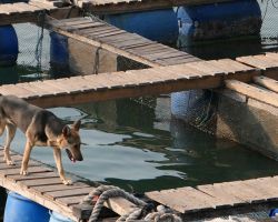 One of the watch dog at the floating fish farm. The dogs are there to keep birds away. Cat Ba Island, Vietnam.