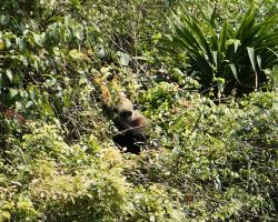 Endangered Cat Ba langur. Cat Ba Island, Vietnam.