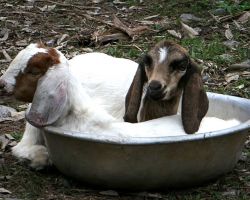 Two goats curled up sleeping in a small wash tub. Tam Coc, Vietnam.