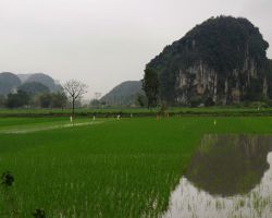 Karst reflection in a rice paddie. Tam Coc, Vietnam.