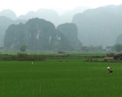 Woman working a rice paddie. Tam Coc, Vietnam.