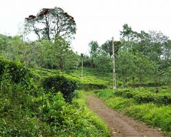 Our Elkaduwa hike through the tea fields. Elkaduwa, Sri Lanka.