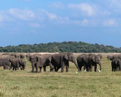 Part a large group of roughly 150 wild Asian elephants. Kaudulla National Park, Sri Lanka.