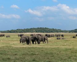 Part a large group of roughly 150 wild Asian elephants. Kaudulla National Park, Sri Lanka.