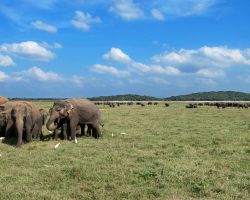 Closer view of one of the groups which was part of the large group of roughly 150 wild Asian elephants. Kaudulla National Park, Sri Lanka.