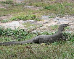 Large monitor lizard cruising around Black Fort. Galle Fort, Sri Lanka.
