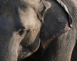 Close up of one of the wild Asian elephants. Kaudulla National Park, Sri Lanka.