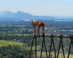 Macaque on a railing at the summit. Sigiriya, Sri Lanka.