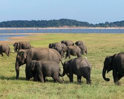Group of wild Asian elephants. Kaudulla National Park, Sri Lanka.
