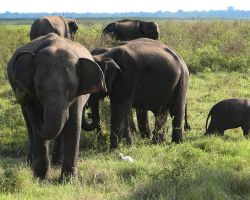 Very young wild Asian baby elephant with his family. The little guy never strayed more than a few feet from his group. Kaudulla National Park, Sri Lanka.