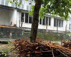 Our Elkaduwa hike. A torrential downpour near the end of our hike. We ducked into a small cinnamon factory for cover. The factory was basically a shack where boys peeled cinnamon bark - this wood here is already done. Elkaduwa, Sri Lanka.