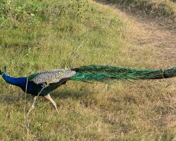 We saw many wild peacocks during our jeep safari. Kaudulla National Park, Sri Lanka.