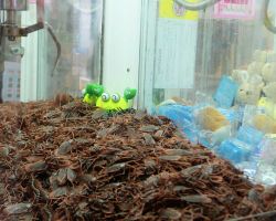 Plastic cockroaches in one of their many vending machines. We did see several live cockroaches (exactly like these) crawling in the streets. Western Area, Taiwan.